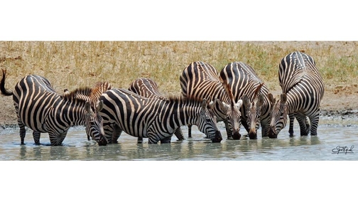 Tsavo Zebras