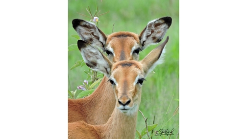 Young Impala Bucks