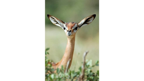 Young male Gerenuk