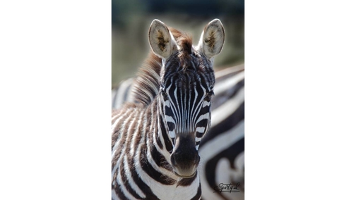 Young Zebra2