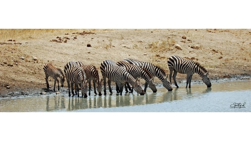 Zebra at the waterhole