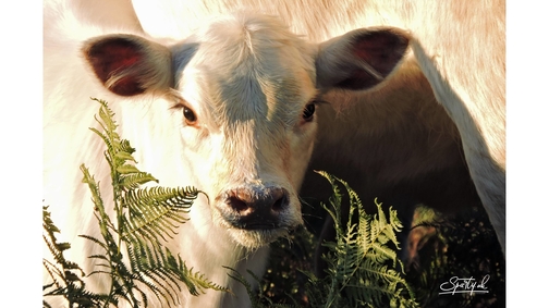 White calf