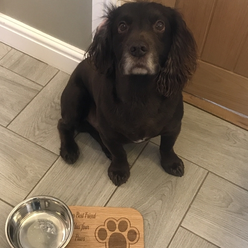 Dog / cat  feeding matt