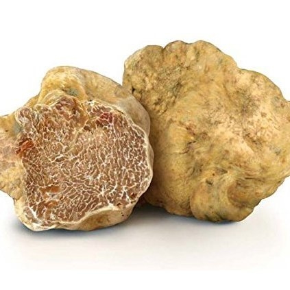 White Truffle Bianchetto (Tuber Borchii)