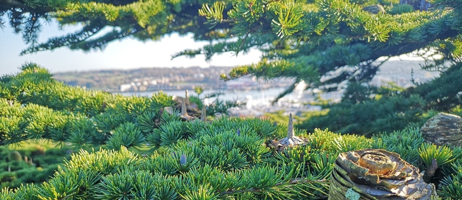 Tree Services Isle of Wight