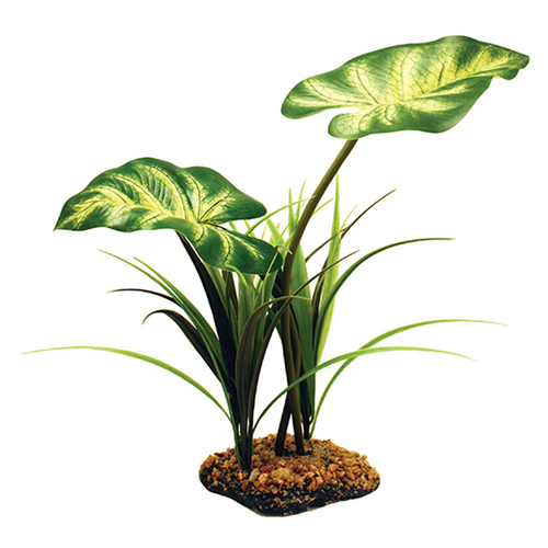 Free Standing Plants Komodo
