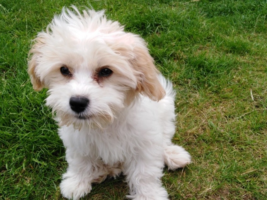 Platinum Pooch Behaviour Support