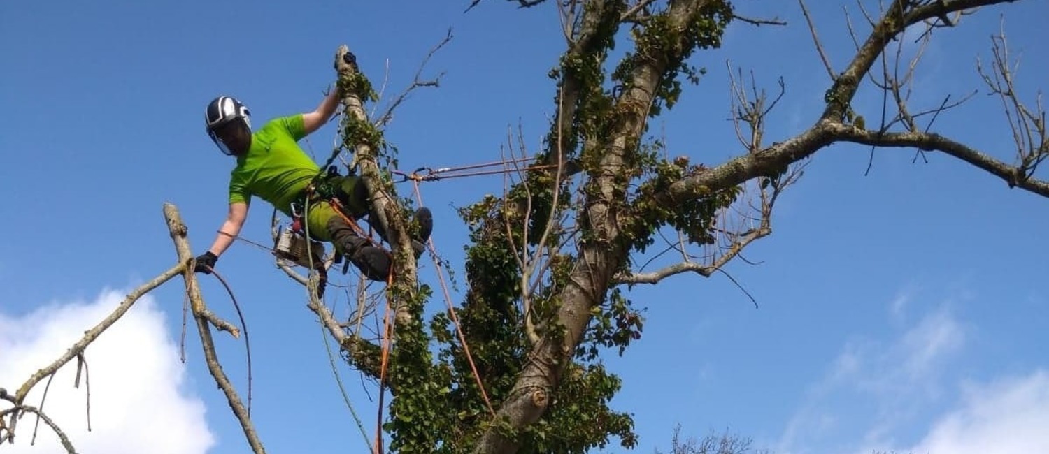 Tree Surgery Isle of Wight