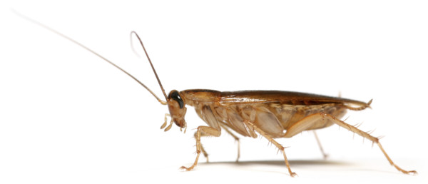 Cockroach-Pest