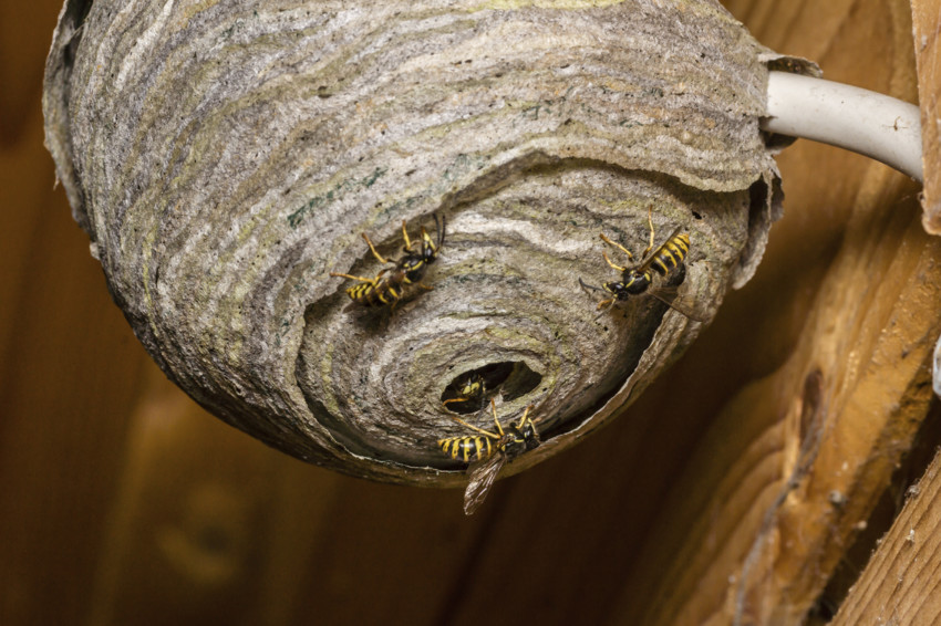 wasp-nest-removal-waltham-cross