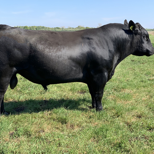 Wildfell Perseus T099