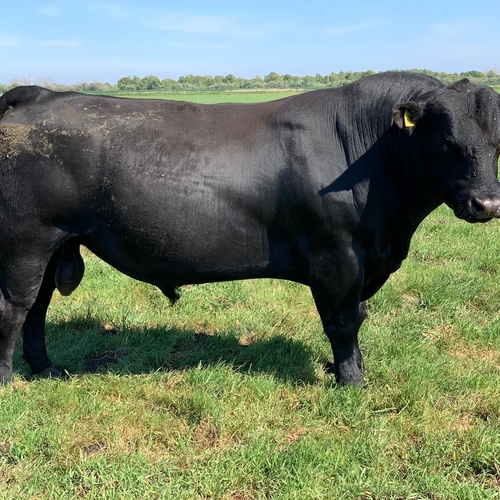 Wildfell Perseus T099