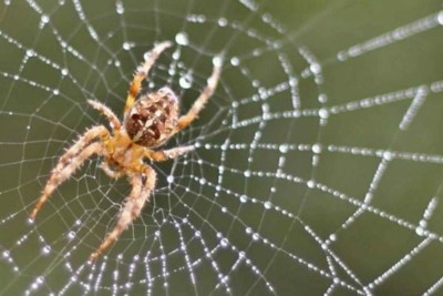 Do spiders set off a burglar alarm
