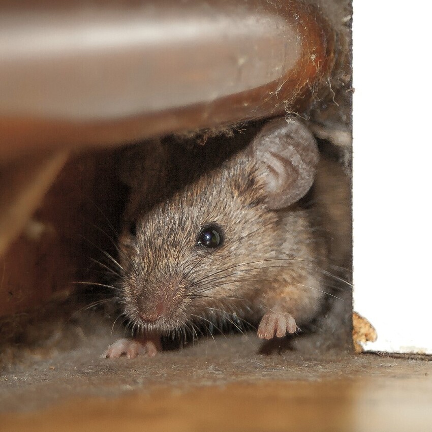 Pest Control Enfield