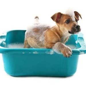 Lucaa+ Probiotic Pet Shampoo