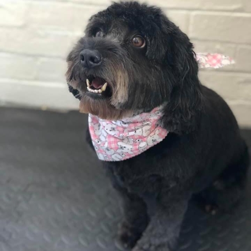 Windle Woofs | Dog Grooming | Photos | Gallery |