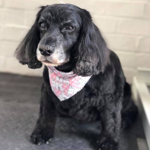 Windle Woofs | Dog Grooming | Photos | Gallery |