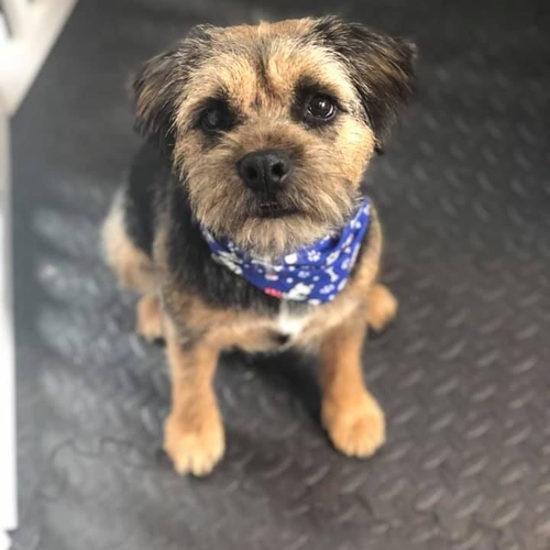 Windle Woofs | Dog Grooming | Photos | Gallery |