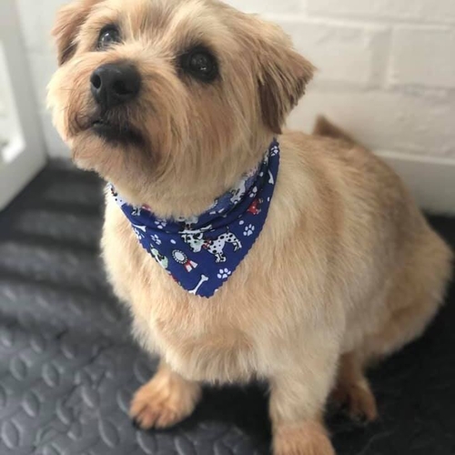 Windle Woofs | Dog Grooming | Photos | Gallery |
