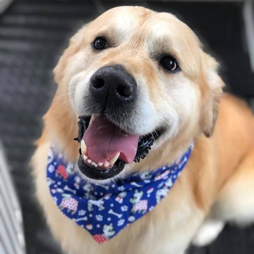 Windle Woofs | Dog Grooming | Photos | Gallery |