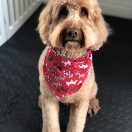 Windle Woofs | Dog Grooming | Photos | Gallery |