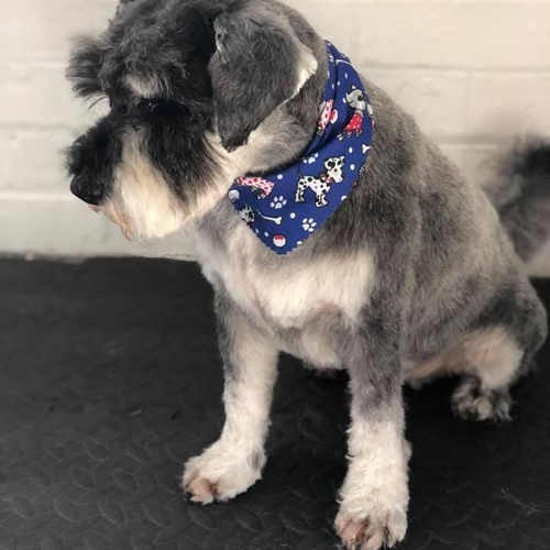Windle Woofs | Dog Grooming | Photos | Gallery |
