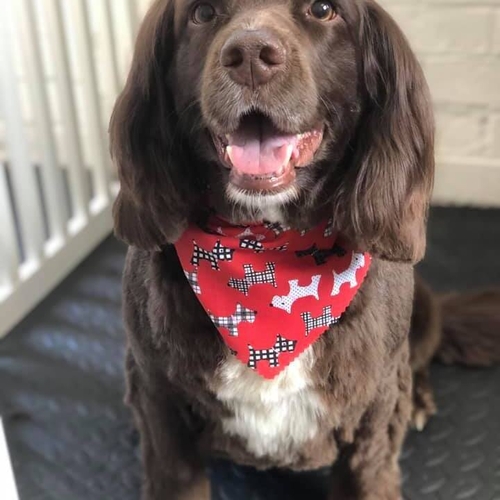 Windle Woofs | Dog Grooming | Photos | Gallery |