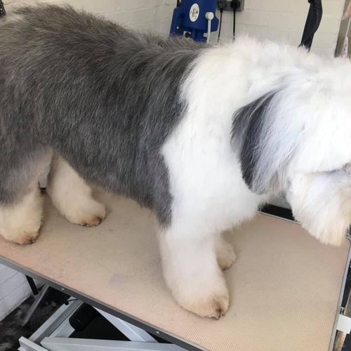 Windle Woofs | Dog Grooming | Photos | Gallery |