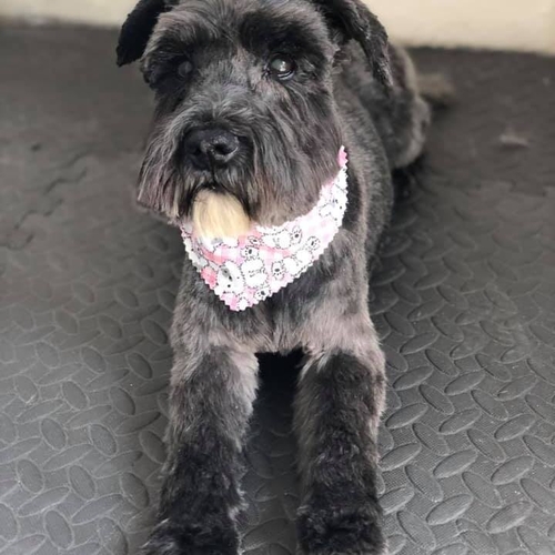 Windle Woofs | Dog Grooming | Photos | Gallery |