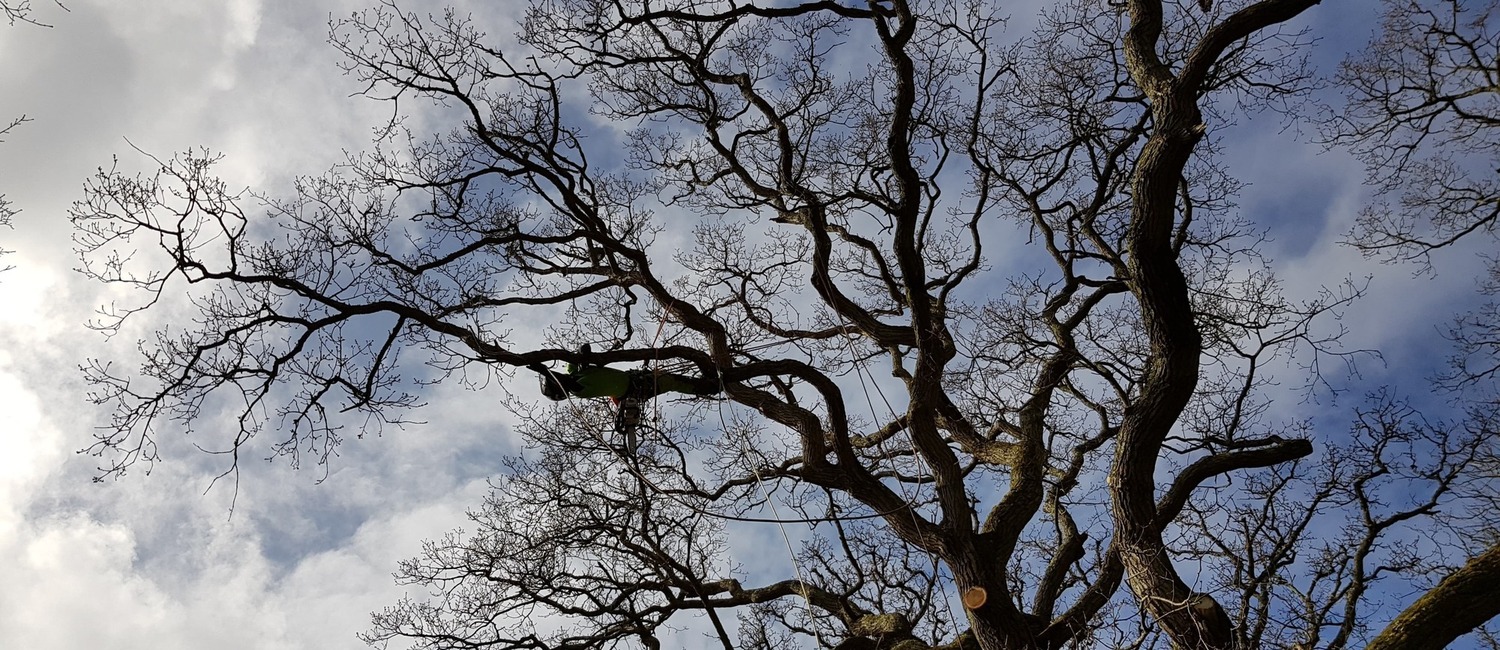 Tree Services Isle of Wight
