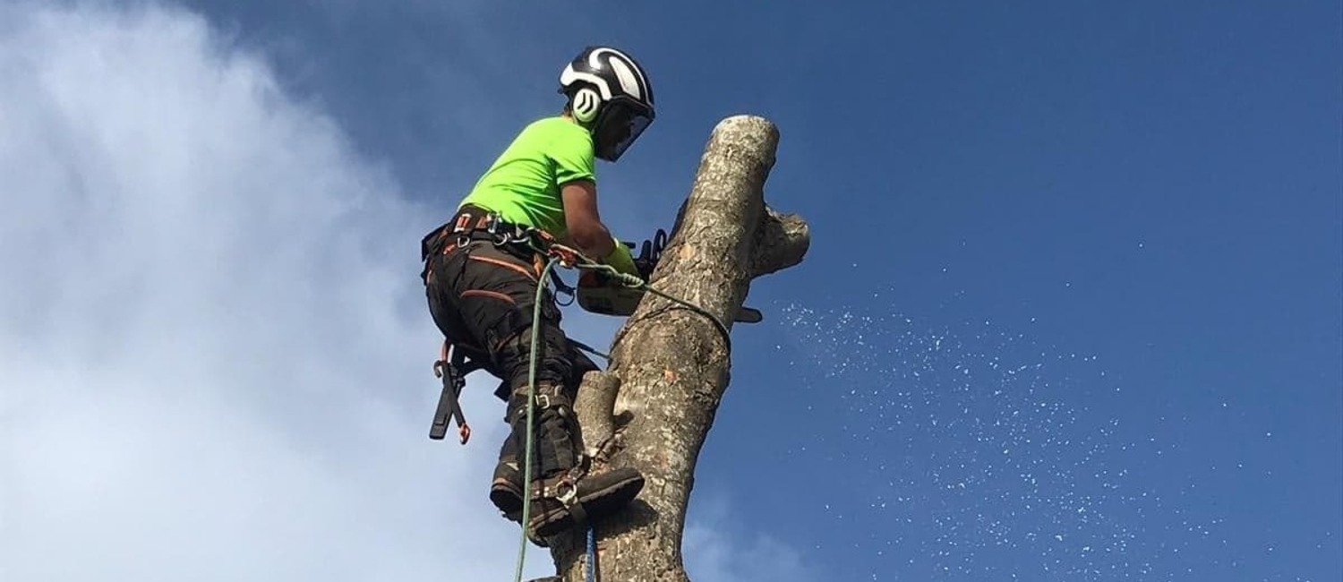 Arborist Isle of Wight