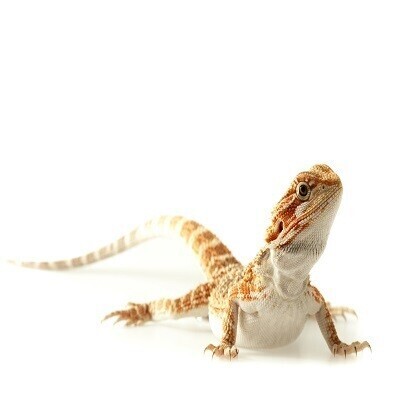 supplements,vitamins,calcium,healthcare,probiotics,reptiles,amphibians