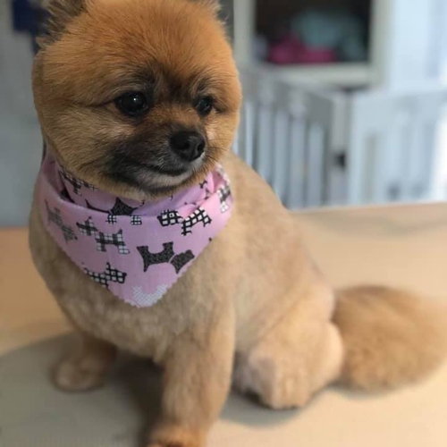 Windle Woofs | Dog Grooming | Photos | Gallery |