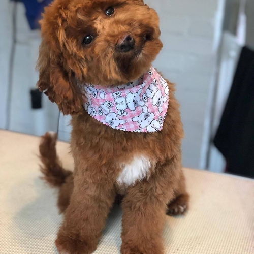 Windle Woofs | Dog Grooming | Photos | Gallery |