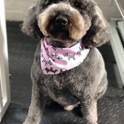 Windle Woofs | Dog Grooming | Photos | Gallery |