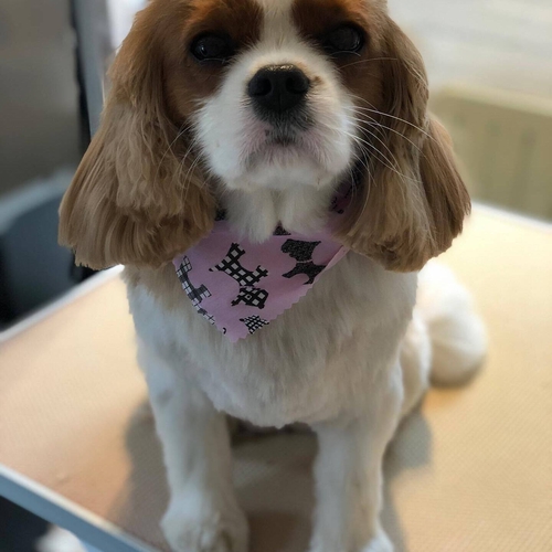 Windle Woofs | Dog Grooming | Photos | Gallery |