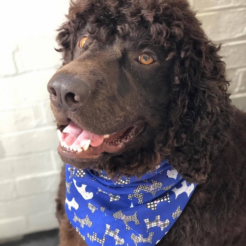Windle Woofs | Dog Grooming | Photos | Gallery |