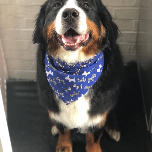 Windle Woofs | Dog Grooming | Photos | Gallery |