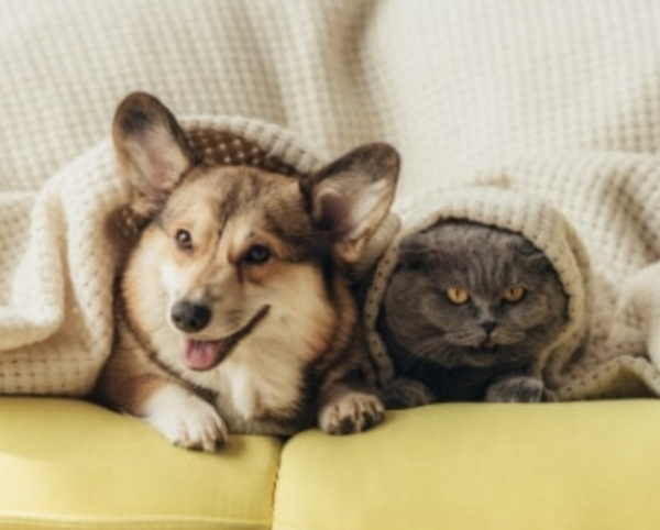 Paws for thought - pet-friendly renting is a big growth area