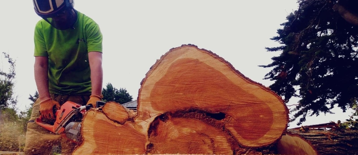 Tree Surgeon Isle of Wight