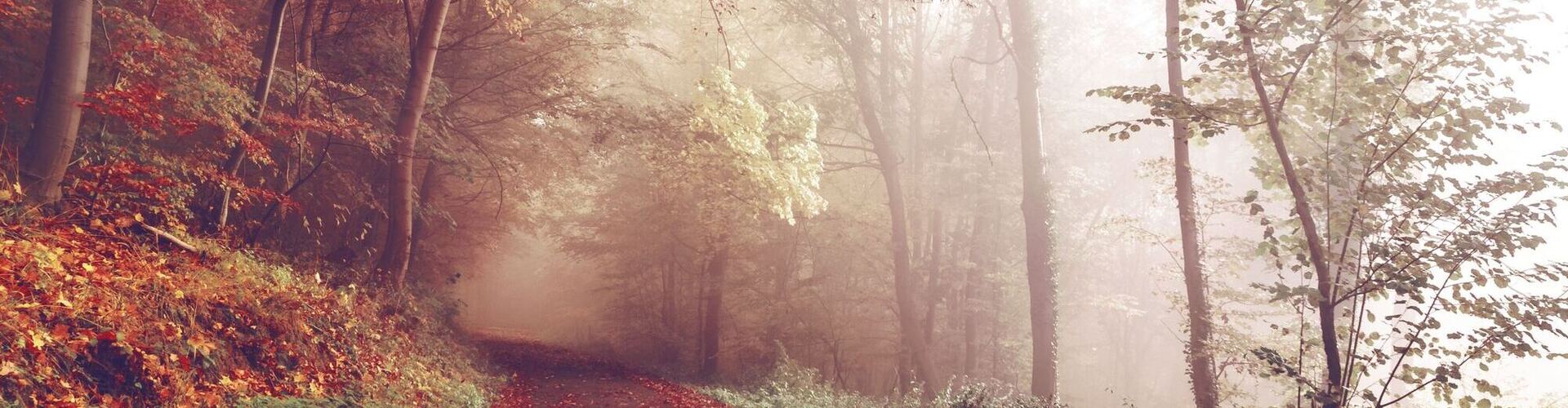 A picture of New Forest, where Home Interior Designer Catherine Brennan of New Forest Designs is based. Catherine provides services such as Handmade Curtains, Bespoke Blinds, Upholstery, Interior Design and Magic Touches to clients across the UK.   Get in