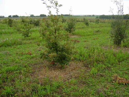 Grow your Own Truffles BUY TRUFFLE INOCULUM