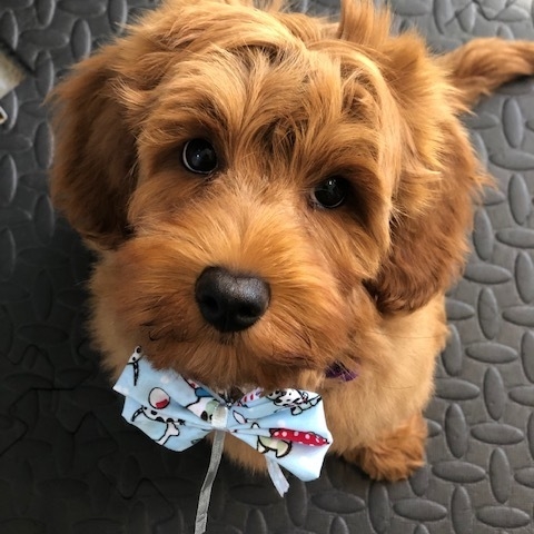 Windle Woofs | Dog Grooming | Photos | Gallery |