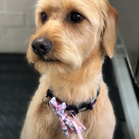 Windle Woofs | Dog Grooming | Photos | Gallery |