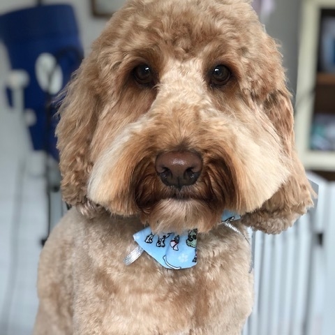 Windle Woofs | Dog Grooming | Photos | Gallery |