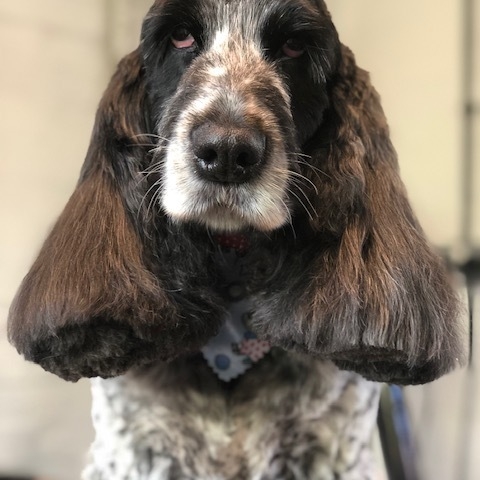 Windle Woofs | Dog Grooming | Photos | Gallery |