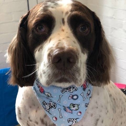 Windle Woofs | Dog Grooming | Photos | Gallery |