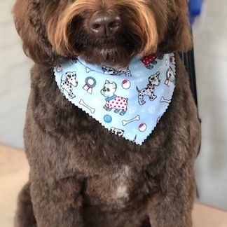 Windle Woofs | Dog Grooming | Photos | Gallery |