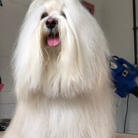 Windle Woofs | Dog Grooming | Photos | Gallery |