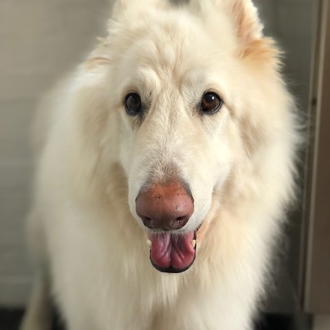 Windle Woofs | Dog Grooming | Photos | Gallery |